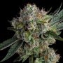 Compound Genetics Glue 31 Smoke Buds Weed Ganja Skunk Dope Pot Images Pics Nuggets