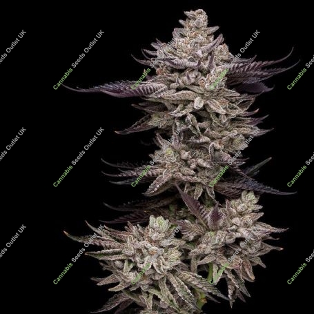 Frosted Fujis Feminized Marijuana Strain by Compound Genetics For Sale Online at Cannabis Seeds Outlet