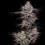 Frosted Fujis Feminized Marijuana Strain by Compound Genetics For Sale Online at Cannabis Seeds Outlet