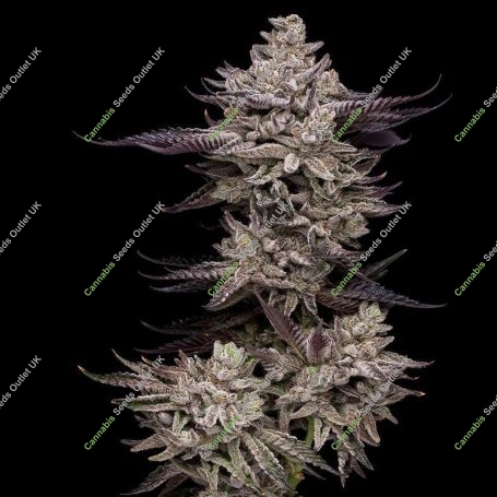 EL Valle Haze Feminized Marijuana Strain by Compound Genetics For Sale Online at Cannabis Seeds Outlet