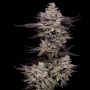 EL Valle Haze Feminized Marijuana Strain by Compound Genetics For Sale Online at Cannabis Seeds Outlet