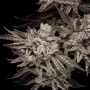 Compound Genetics EL Valle Haze Smoke Buds Weed Ganja Skunk Dope Pot Images Pics Nuggets
