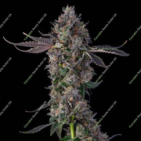 Candy Packz Feminized Marijuana Strain by Compound Genetics For Sale Online at Cannabis Seeds Outlet