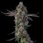 Candy Packz Feminized Marijuana Strain by Compound Genetics For Sale Online at Cannabis Seeds Outlet
