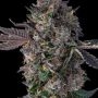 Compound Genetics Candy Packz Smoke Buds Weed Ganja Skunk Dope Pot Images Pics Nuggets