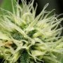 Cannabis Seeds Outlet Skunk No1 Express Fast V Smoke Buds Weed Ganja Skunk Dope Pot Images Pics Nuggets
