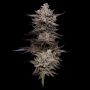 Compound Genetics Animorph Mints Smoke Buds Weed Ganja Skunk Dope Pot Images Pics Nuggets