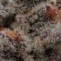 Animorph Mints Feminized by Compound Genetics THC Content Potency Strength CBD Height Yield Flowering Time Indica Sativa Genetic