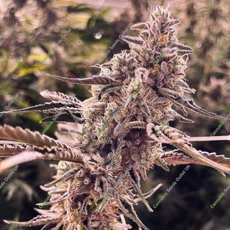 Animorph Mints Feminized Marijuana Strain by Compound Genetics For Sale Online at Cannabis Seeds Outlet
