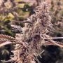 Animorph Mints Feminized Marijuana Strain by Compound Genetics For Sale Online at Cannabis Seeds Outlet
