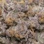 Apple Fritters Auto Feminized by Cali Weed THC Content Potency Strength CBD Height Yield Flowering Time Indica Sativa Genetics