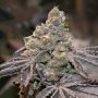 Apple Fritters Auto Feminized Marijuana Strain by Cali Weed For Sale Online at Cannabis Seeds Outlet