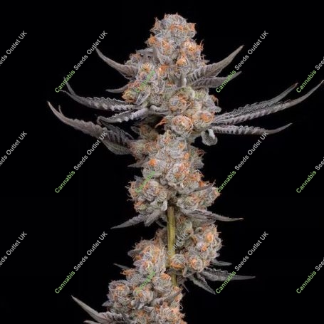 Pink Rozay Feminized Marijuana Strain by Cali Weed For Sale Online at Cannabis Seeds Outlet
