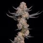 Pink Rozay Feminized Marijuana Strain by Cali Weed For Sale Online at Cannabis Seeds Outlet