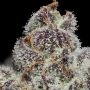 Pink Rozay Feminized by Cali Weed THC Content Potency Strength CBD Height Yield Flowering Time Indica Sativa Genetics
