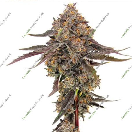 Jokerz Feminized Marijuana Strain by Cali Weed For Sale Online at Cannabis Seeds Outlet