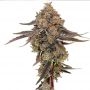 Jokerz Feminized Marijuana Strain by Cali Weed For Sale Online at Cannabis Seeds Outlet