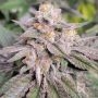 Gary Payton Feminized Marijuana Strain by Cali Weed For Sale Online at Cannabis Seeds Outlet