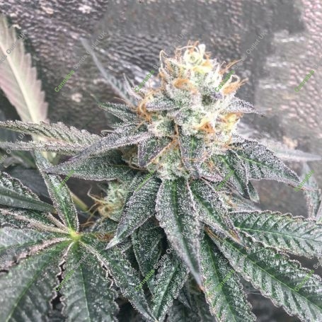 Cereal Milk Feminized Marijuana Strain by Cali Weed For Sale Online at Cannabis Seeds Outlet