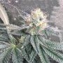 Cereal Milk Feminized Marijuana Strain by Cali Weed For Sale Online at Cannabis Seeds Outlet