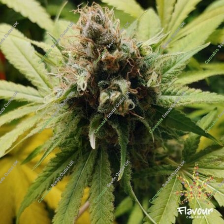 Wonka Bars Feminized Marijuana Strain by Flavour Chasers For Sale Online at Cannabis Seeds Outlet