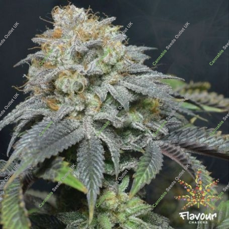 Blue Lobster Feminized Marijuana Strain by Flavour Chasers For Sale Online at Cannabis Seeds Outlet