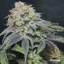 Blue Lobster Feminized Marijuana Strain by Flavour Chasers For Sale Online at Cannabis Seeds Outlet