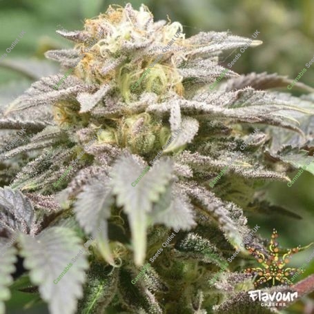 Apples and Bananas Feminized Marijuana Strain by Flavour Chasers For Sale Online at Cannabis Seeds Outlet