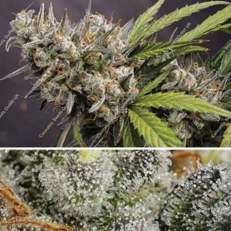 Melonade Runtz Auto Marijuana Strain by Dutch Passion For Sale Online at Cannabis Seeds Outlet