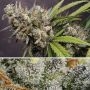 Melonade Runtz Auto Marijuana Strain by Dutch Passion For Sale Online at Cannabis Seeds Outlet