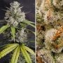 Melonade Runtz Auto by Dutch Passion THC Content Potency Strength CBD Height Yield Flowering Time Indica Sativa Genetics