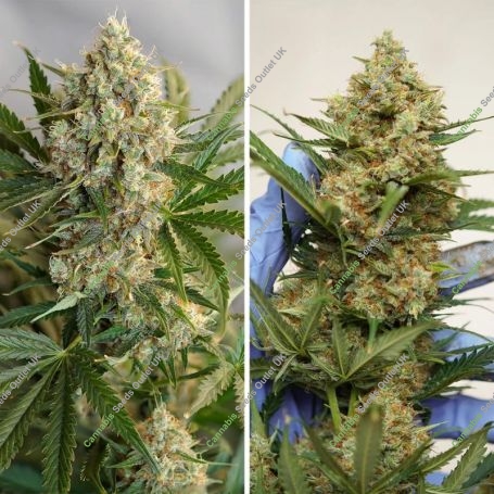 MAC 1 Auto Feminized Marijuana Strain by Dutch Passion For Sale Online at Cannabis Seeds Outlet