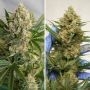 MAC 1 Auto Feminized Marijuana Strain by Dutch Passion For Sale Online at Cannabis Seeds Outlet