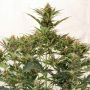 Dutch Passion MAC 1 Auto Smoke Buds Weed Ganja Skunk Dope Pot Images Pics Nuggets