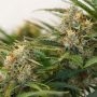 MAC 1 Auto Feminized by Dutch Passion THC Content Potency Strength CBD Height Yield Flowering Time Indica Sativa Genetics