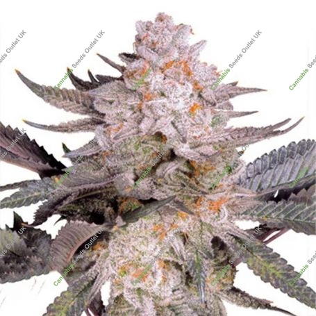 Orange Bud 20 Feminized Marijuana Strain by Dutch Passion For Sale Online at Cannabis Seeds Outlet