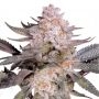 Orange Bud 20 Feminized Marijuana Strain by Dutch Passion For Sale Online at Cannabis Seeds Outlet