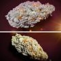 Dutch Passion Orange Bud 20 Smoke Buds Weed Ganja Skunk Dope Pot Images Pics Nuggets