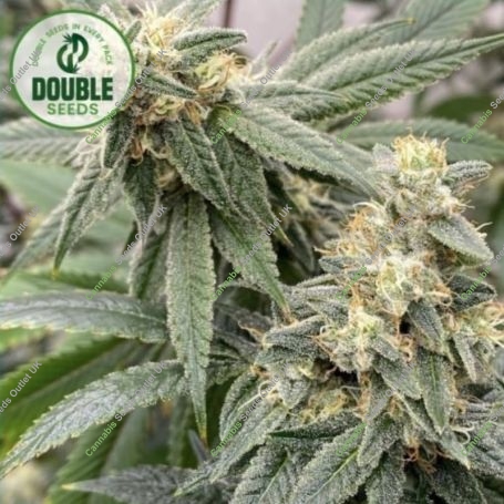 Banana Glue Feminized Marijuana Strain by Double Seeds For Sale Online at Cannabis Seeds Outlet