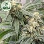 Banana Glue Feminized Marijuana Strain by Double Seeds For Sale Online at Cannabis Seeds Outlet