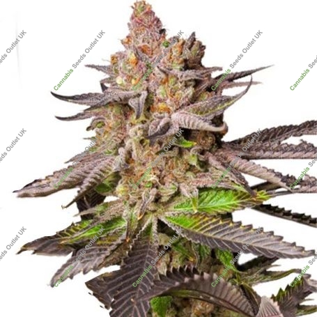 Melonade Runtz Feminized Marijuana Strain by Dutch Passion For Sale Online at Cannabis Seeds Outlet