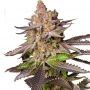 Melonade Runtz Feminized Marijuana Strain by Dutch Passion For Sale Online at Cannabis Seeds Outlet