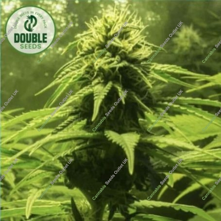 The BULK Feminized Marijuana Strain by Double Seeds For Sale Online at Cannabis Seeds Outlet