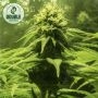 The BULK Feminized Marijuana Strain by Double Seeds For Sale Online at Cannabis Seeds Outlet