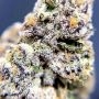 RS11 Feminized by Double Seeds THC Content Potency Strength CBD Height Yield Flowering Time Indica Sativa Genetics