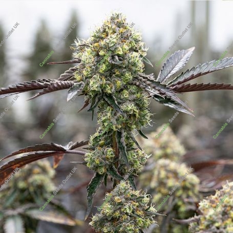 RS11 Feminized Marijuana Strain by Double Seeds For Sale Online at Cannabis Seeds Outlet