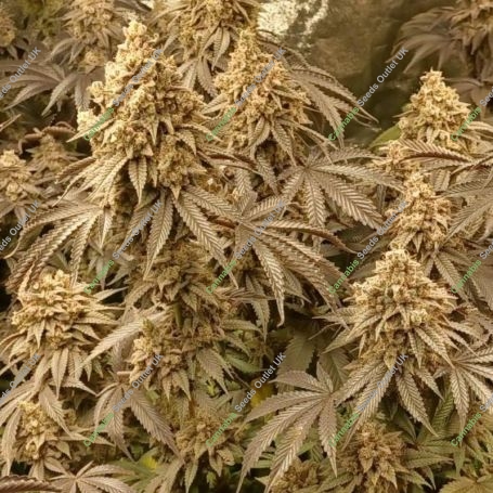 Mimosa x Orange Punch Feminized Marijuana Strain by Double Seeds For Sale Online at Cannabis Seeds Outlet