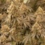 Mimosa x Orange Punch Feminized Marijuana Strain by Double Seeds For Sale Online at Cannabis Seeds Outlet