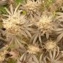 Mimosa x Orange Punch Feminized by Double Seeds THC Content Potency Strength CBD Height Yield Flowering Time Indica Sativa Genet