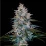 DNA Genetics Zallah Bread Smoke Buds Weed Ganja Skunk Dope Pot Images Pics Nuggets